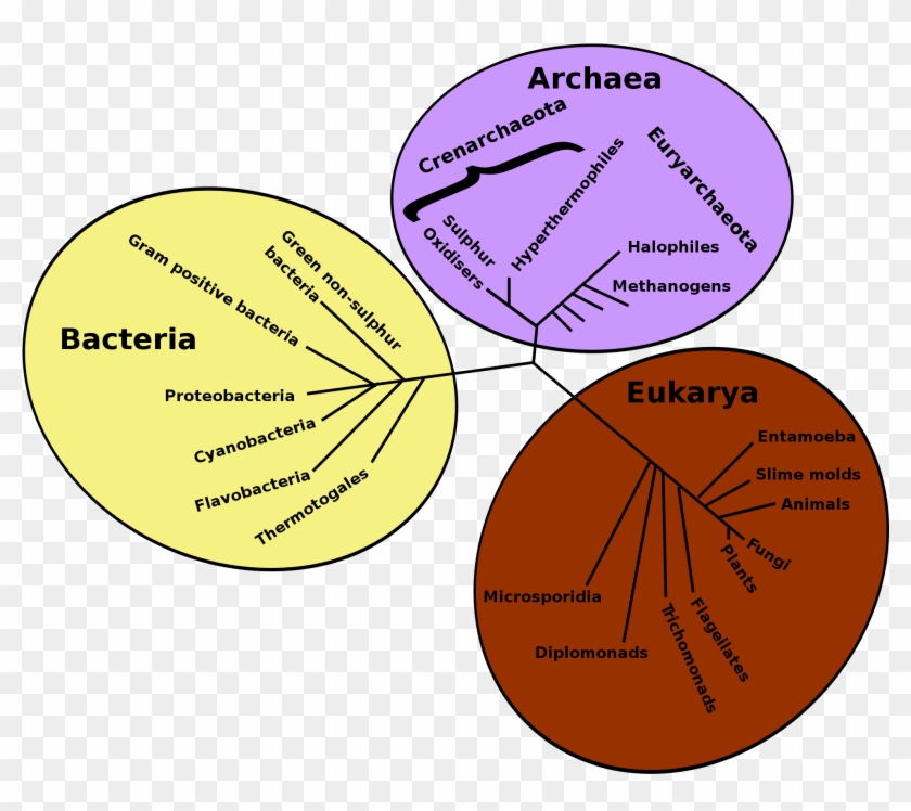 Pin It On Pinterest - Phylogenetic Tree Of Life #357070