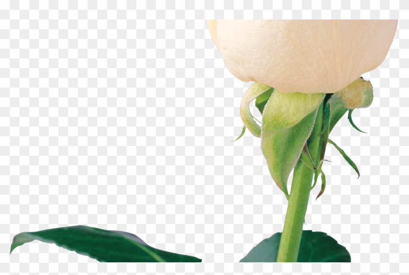 Download Free White Rose Png Image Flower White Rose - Portable Network Graphics #357250