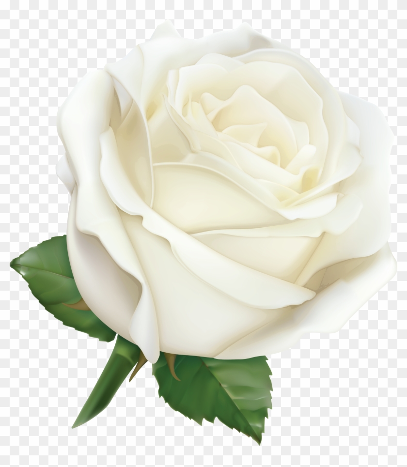 Large White Rose Png Clipart Image K Kyti Ky Kreslen - White Roses Png #357259
