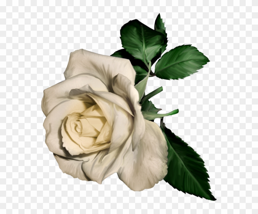 White Rose Clipart - White Flower Png Painting #357261