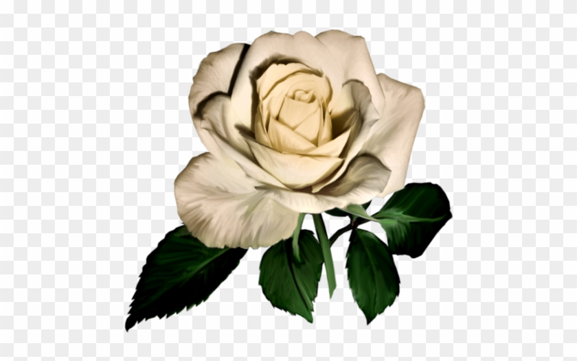 Renkli, Beyaz Güller, White Rose Png Pictures, Png - Tube Rose #357263