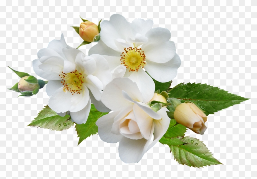 White Rose Png 3, Buy Clip Art - Rose #357266
