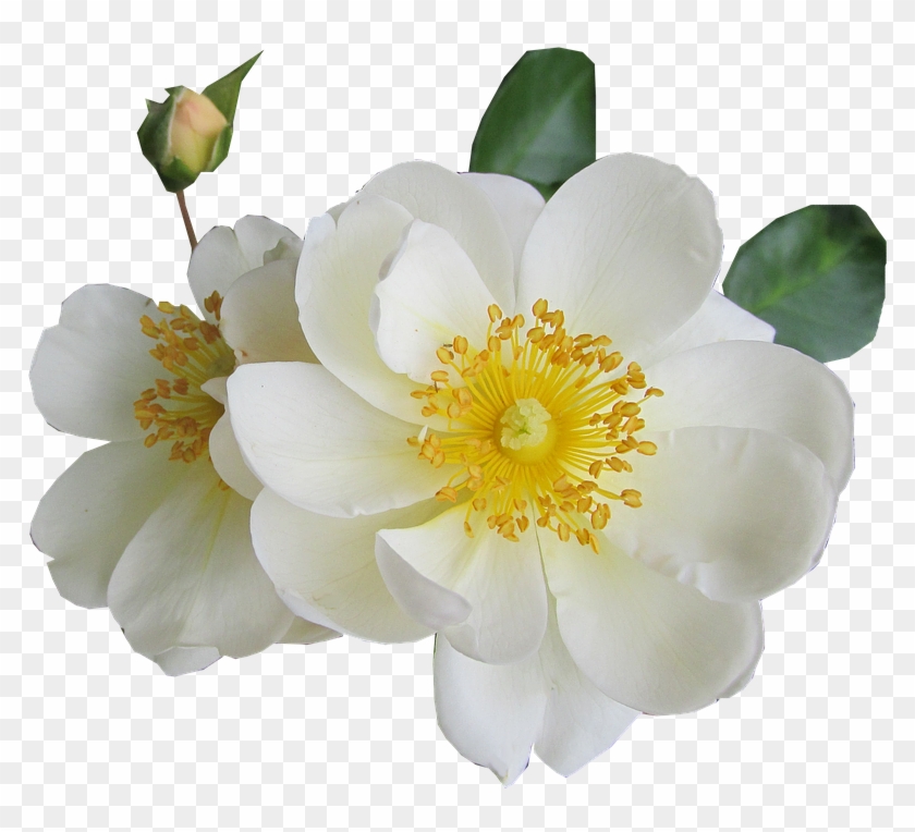 White Rose Png Transparent Images - White Yellow Flower Transparent #357268