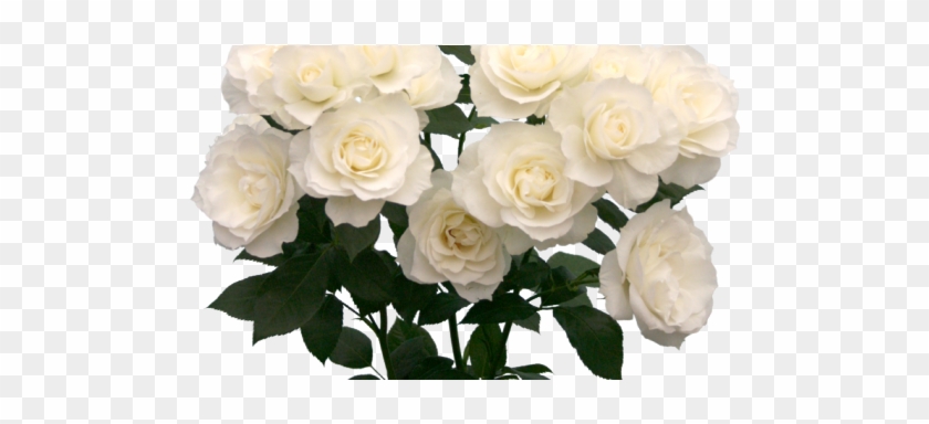 Welcome To The Garden Of Death - White Roses Tumblr Png #357292