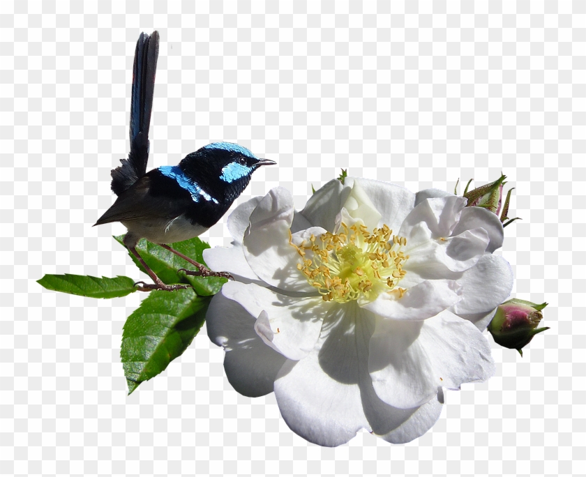 White Rose Png 23, - Wren #357298