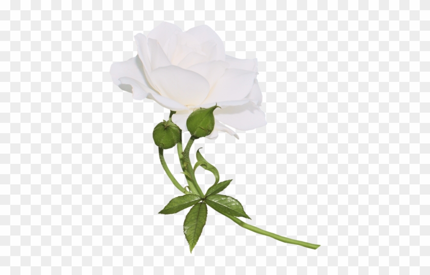 Renkli, Beyaz Güller, White Rose Png Pictures, Png - Пнг Белая Роза На Прозрачном Фоне #357306