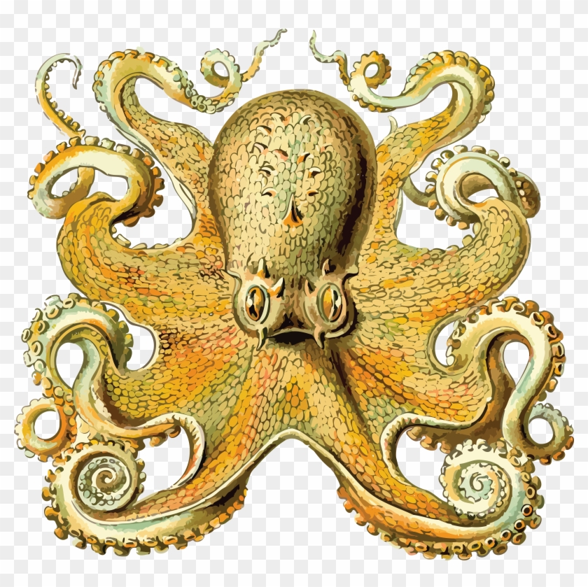 Free Clipart Of An Octopus - Art Forms In Nature #358038
