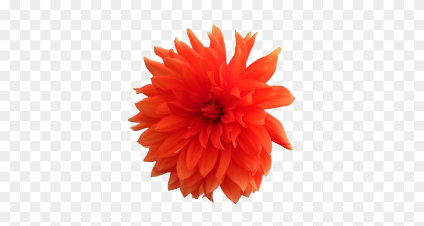 Orange Flower Clipart Transparent - Red Orange Flower Png #358080