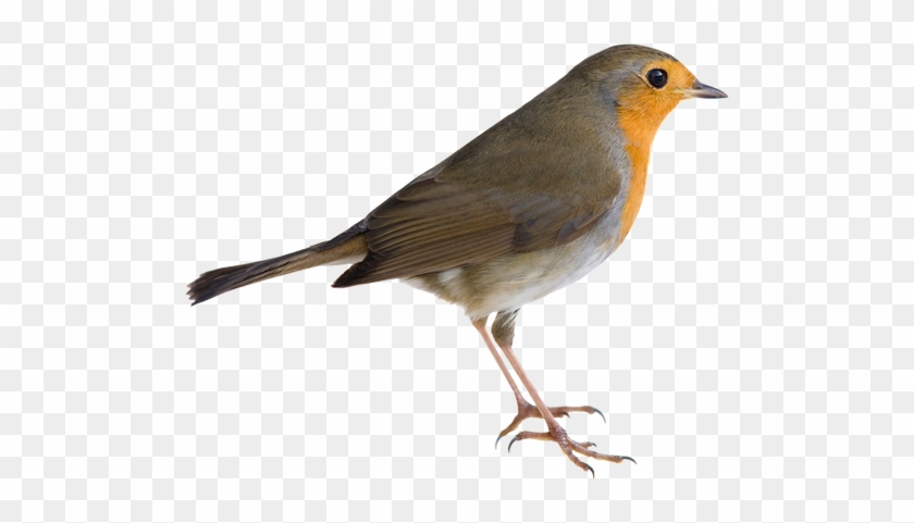 How To Deter Robins - Robin Transparent Background #358169