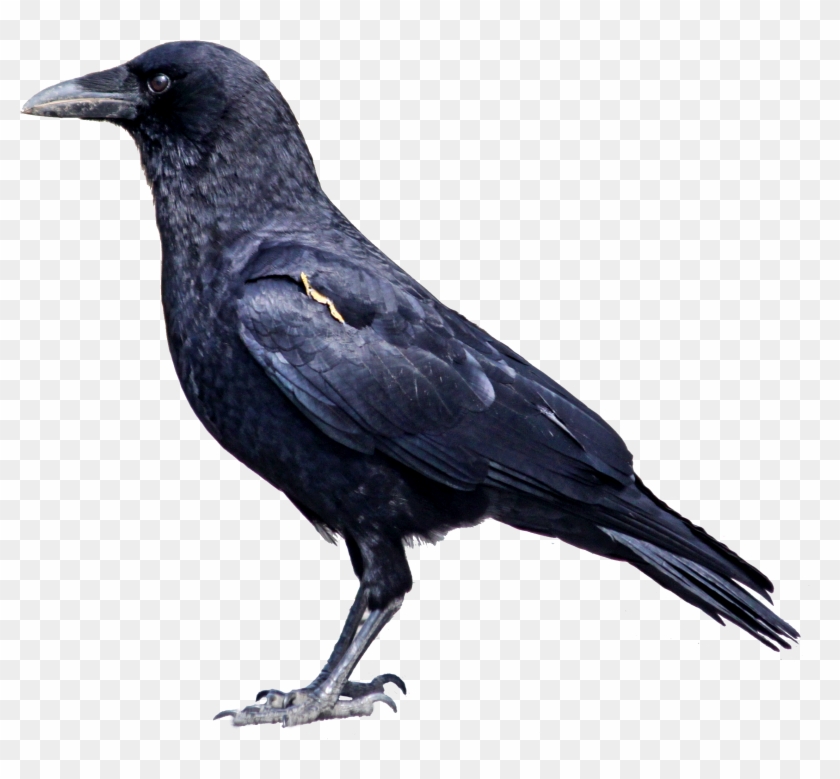 Animals That Eat Both Plants And Animals - Free Transparent PNG Clipart Images Download Animals That Eat Both Plants And Animals - Free Transparent PNG Clipart Images Download