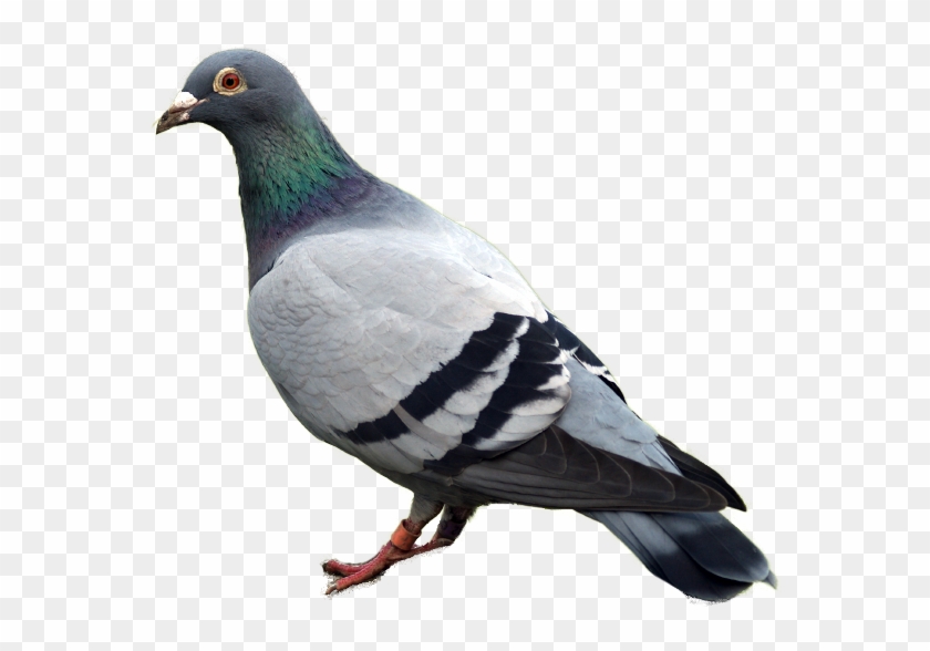 Pigeon Png Image - Dove Png #358177