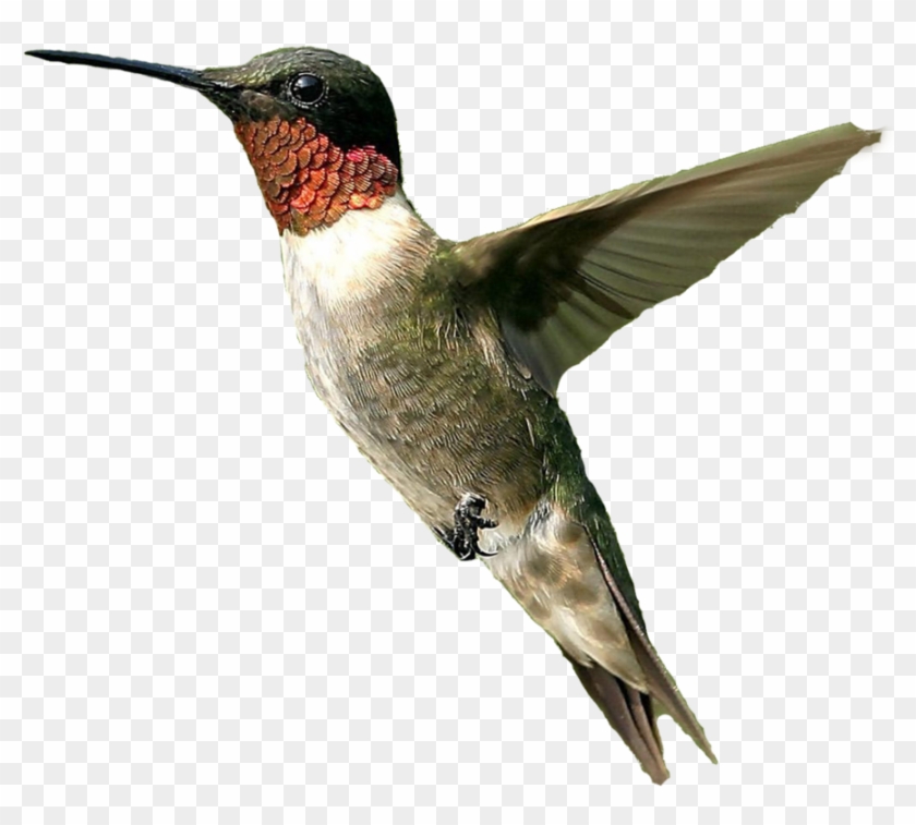 Male Humming Bird Png By Doloresmd - Hummingbird Png #358179