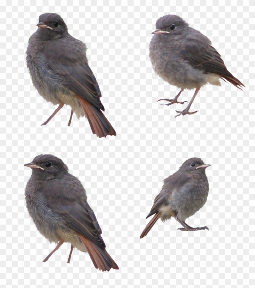 Birds Png By Pagan-stock - Birds Png #358183
