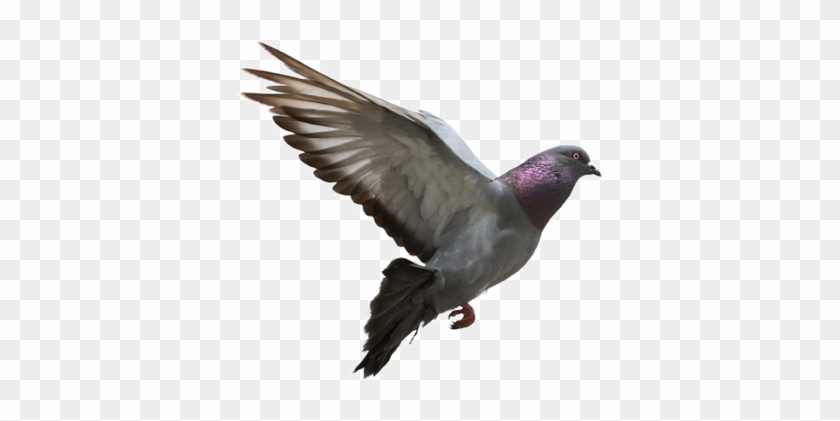 Images Nature Bird Wing Seabird Wild Beak Fauna - Pigeon Flying #358186