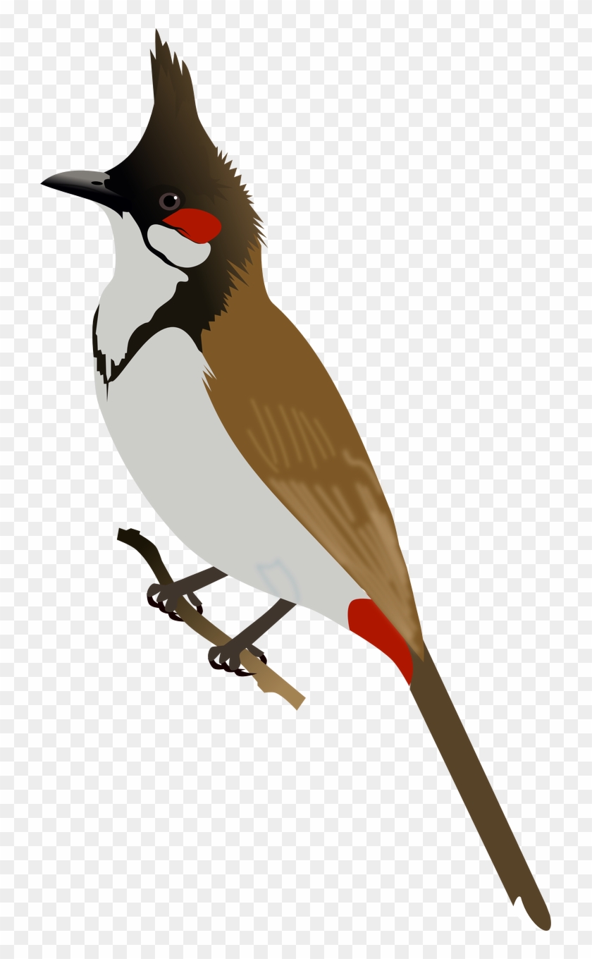 Bulbul Clipart Bird - Red Whiskered Bulbul Png #358193