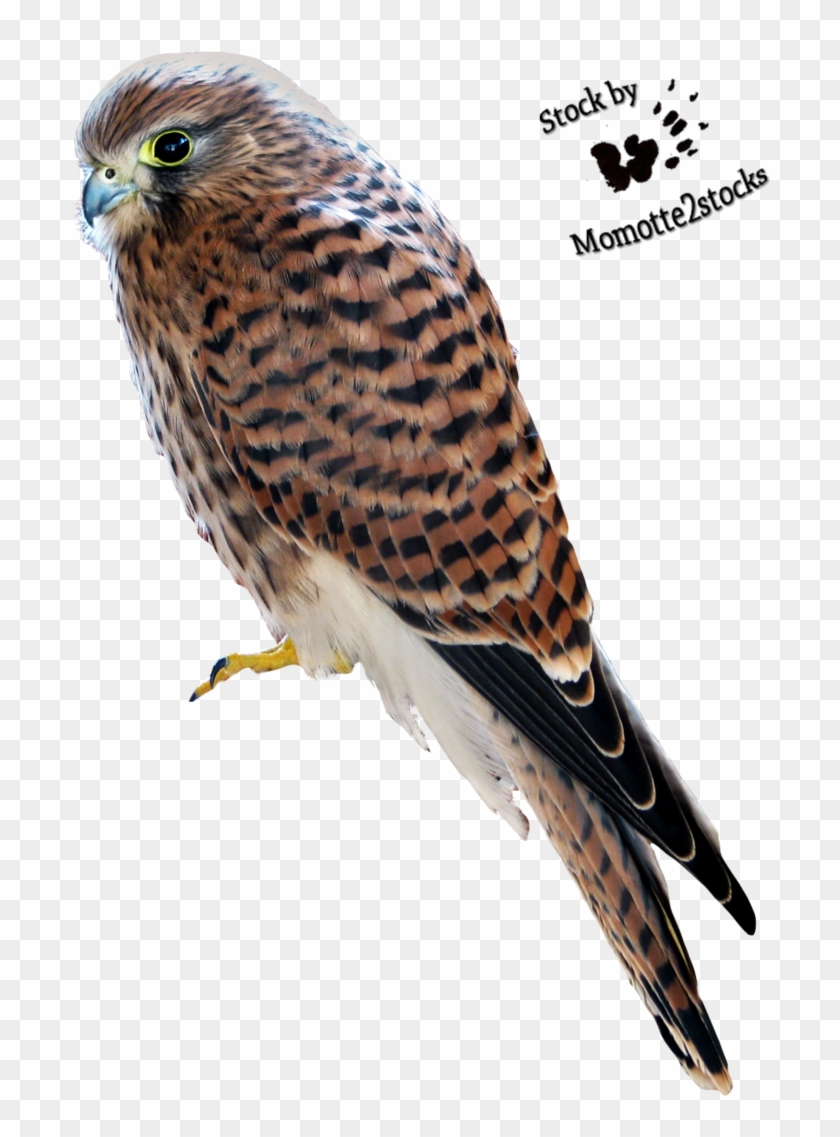 Kestrel Png #358197