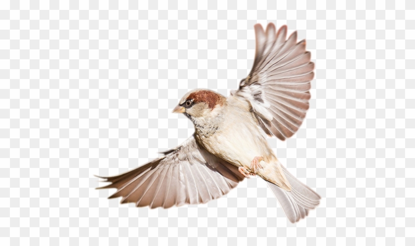 Birds Transparent Png Sticker - Sparrow Bird Png #358219