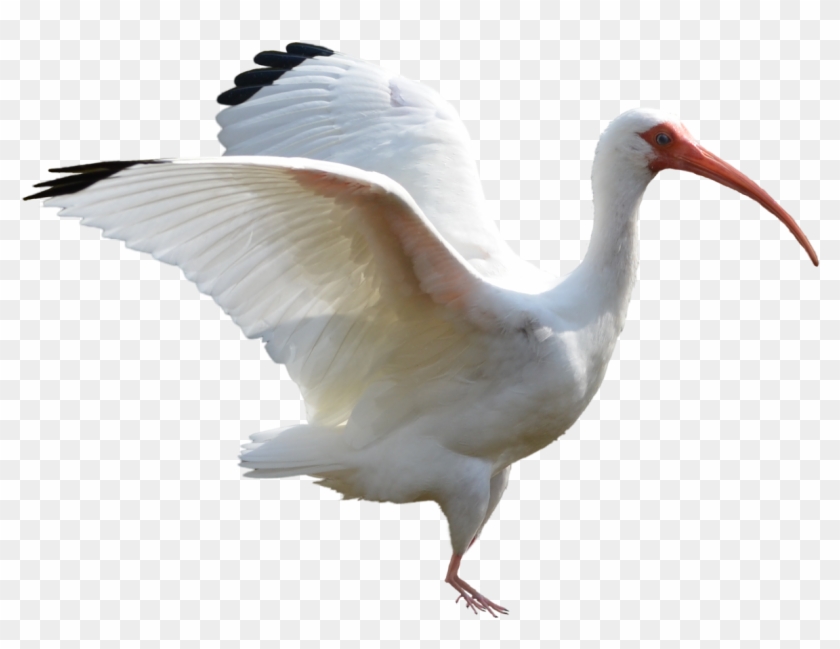 White Ibis Bird Wings Stock Photo Dsc 0486 Png By - Ibis Bird Png #358224