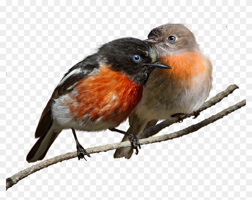 Png File - European Robin #358225