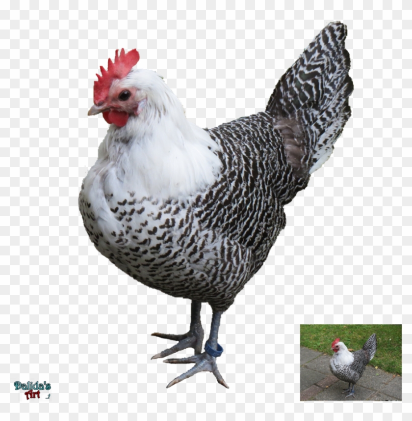 Beautiful White Hen Png By Makiskan - Beautlful Hen #358230