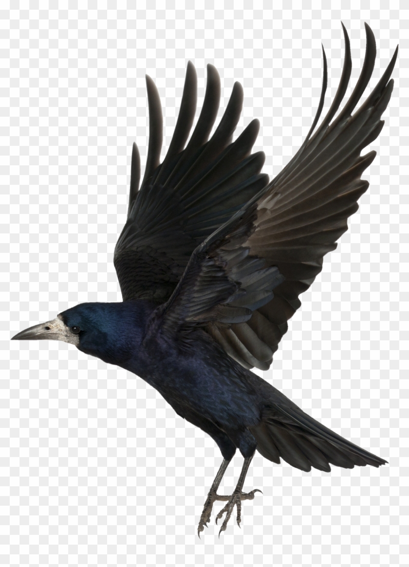 Beautiful Birds Flying Wallpaper For Kids - Crow Transparent #358233