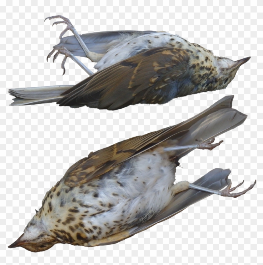 Image Result For Dead Birds - Dead Pigeon Png #358238
