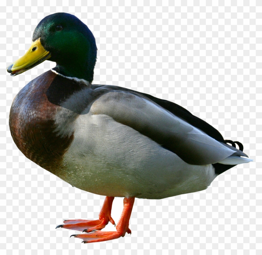 Download Png Image Report - Duck Png #358239