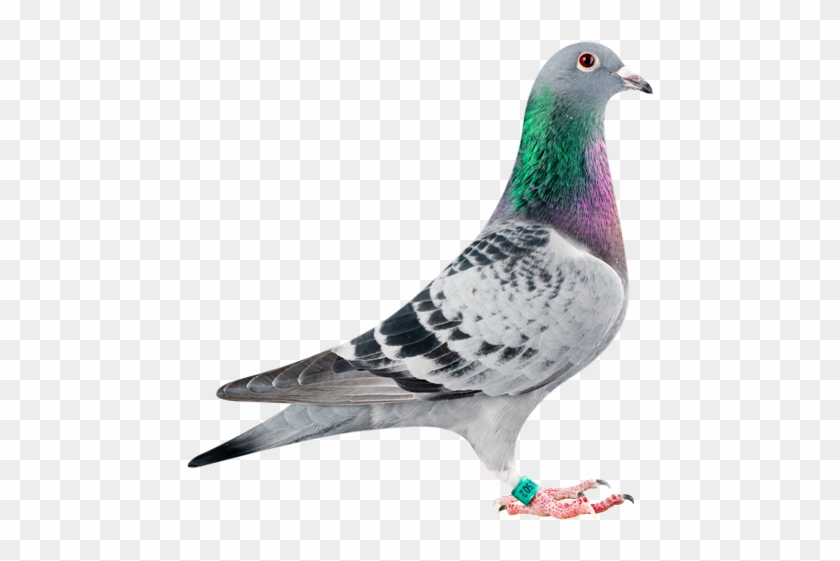 Birds For Sale 1st September - Birds Pigeon #358247