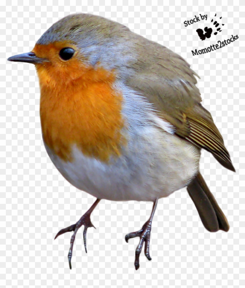 Bird Cut Out Png #358253