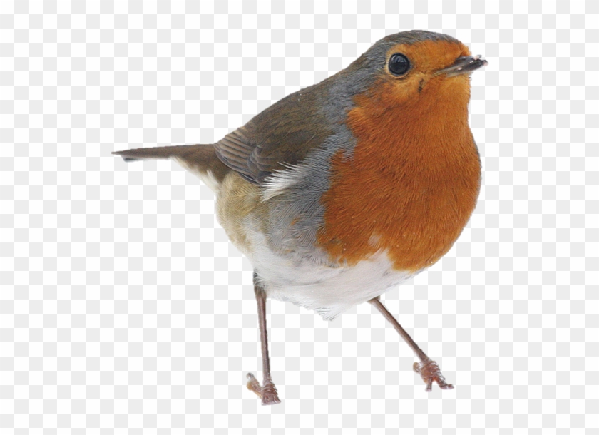 Picture1robin - Bird Robin Png #358254