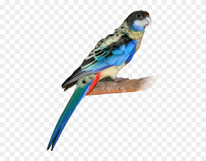 Endangered Northern Rosella Parrot - Northern Rosella Parrot #358257