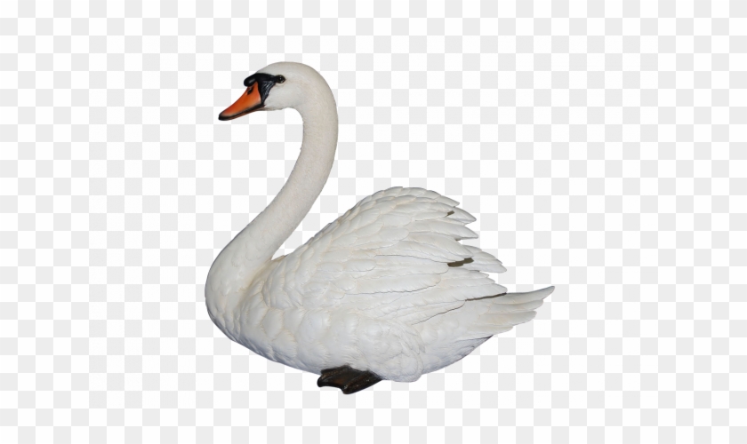 Most Beautiful Birds North America - Swan Transparent #358261