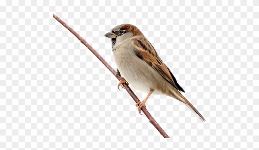 Sparrows - Sparrow Png #358263