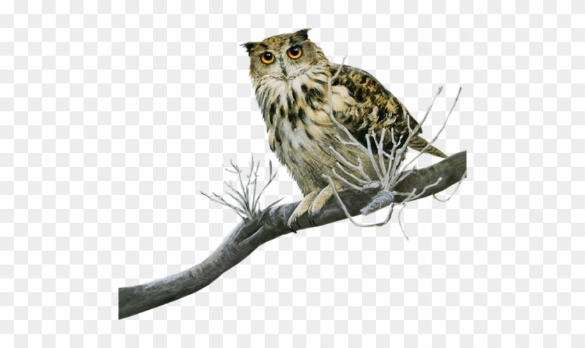 Owls, Images, Beautiful Birds, Birds, Owl, Tawny Owl - Tube Chouette #358265
