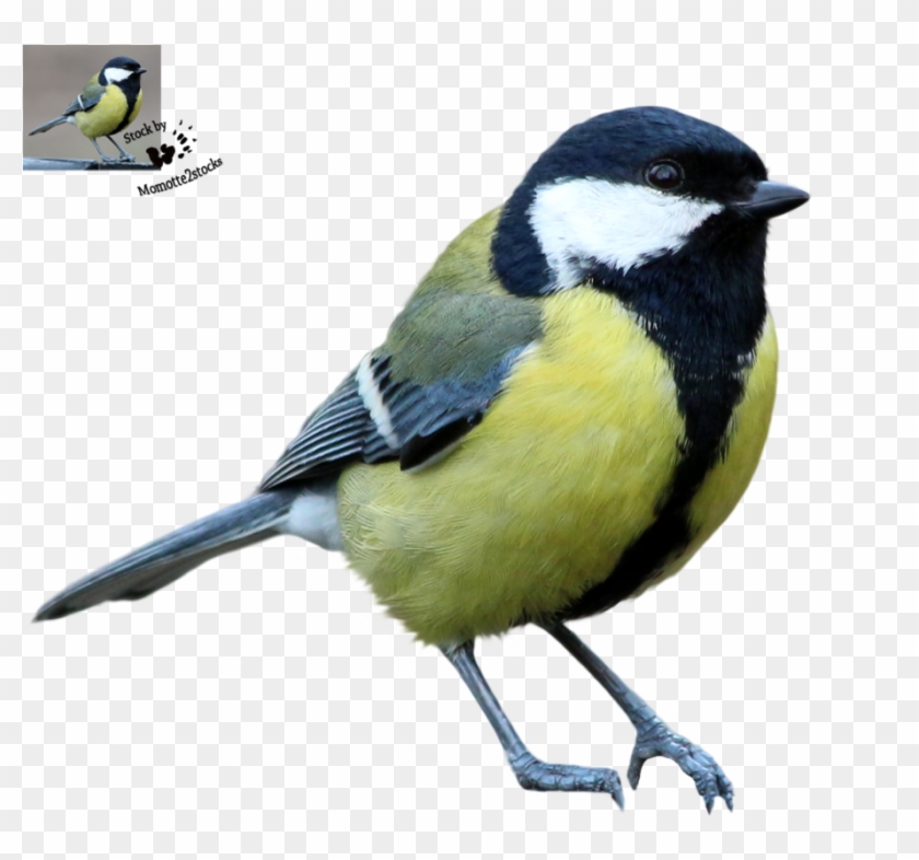 Tit Bird Png #358267