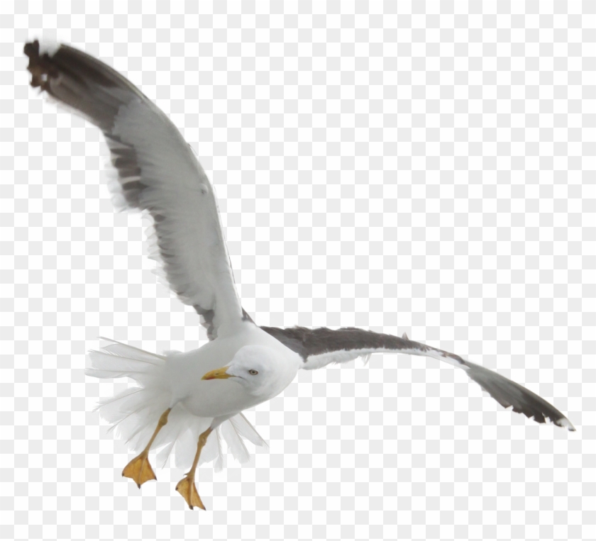 Seagull - Bird Sea Png #358279