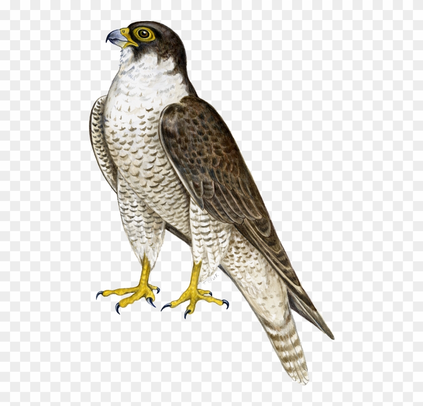 Cooper's Hawk Clipart Transparent - Falcon Png #358285