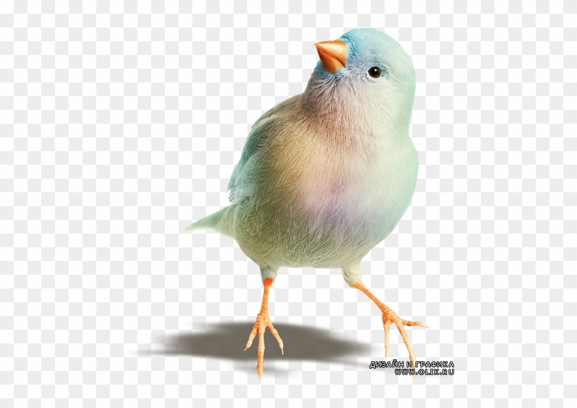 Beautiful Birds Png - White Bird Canary Png #358287