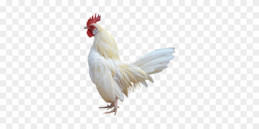 Png, White Cock, Gallo, Ave, Domestic Fowl, Bird Farm - Farm Cock Png #358291