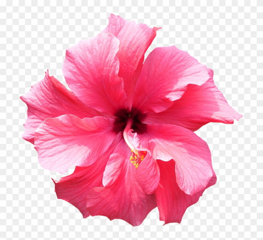 Hibiscus, Pink, Tropical, Flower - Hibiscus, Pink, Tropical, Flower #358673