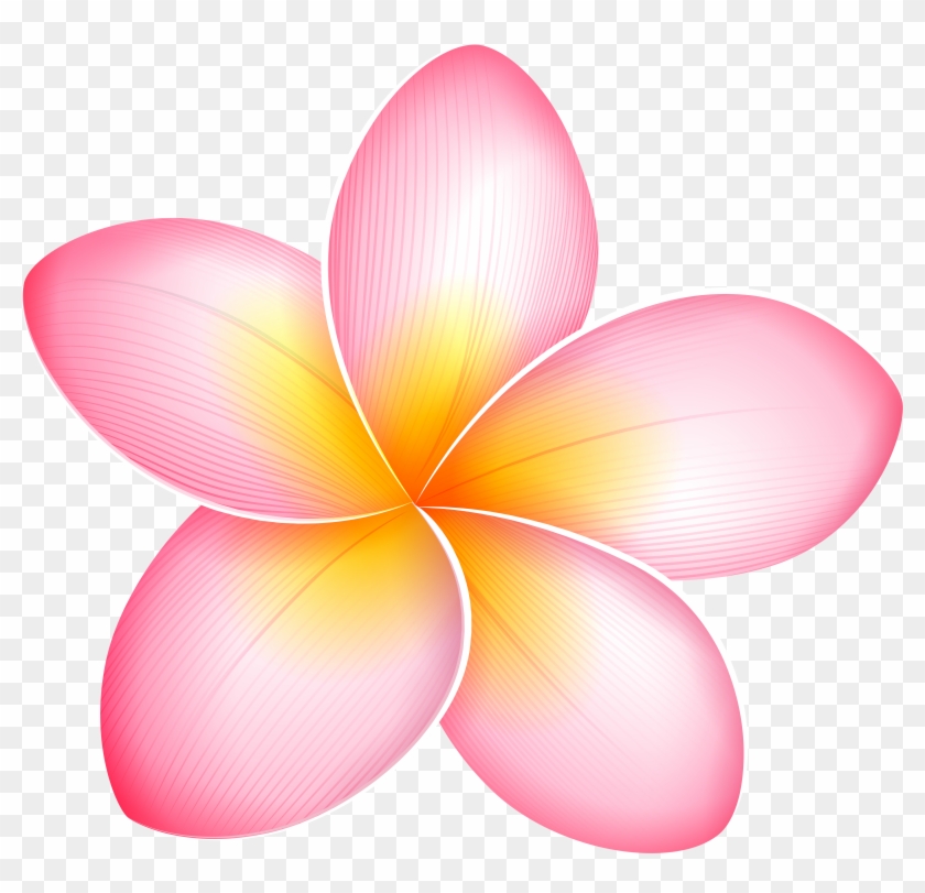 Frangipani Clipart Pink - Clip Art #358688