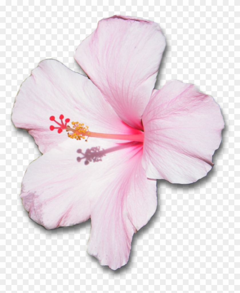 Png By Clairesolo Pink Hibiscus Flower With Shadow - Pink Hibiscus Flower Transparent #358793
