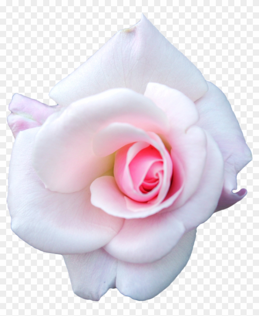 White Rose, V - White Pink Rose Png #358804