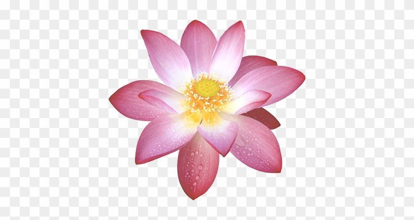 Buddhist Center Sgi Usa South Orange County Nam Myoho - Sacred Lotus #358812