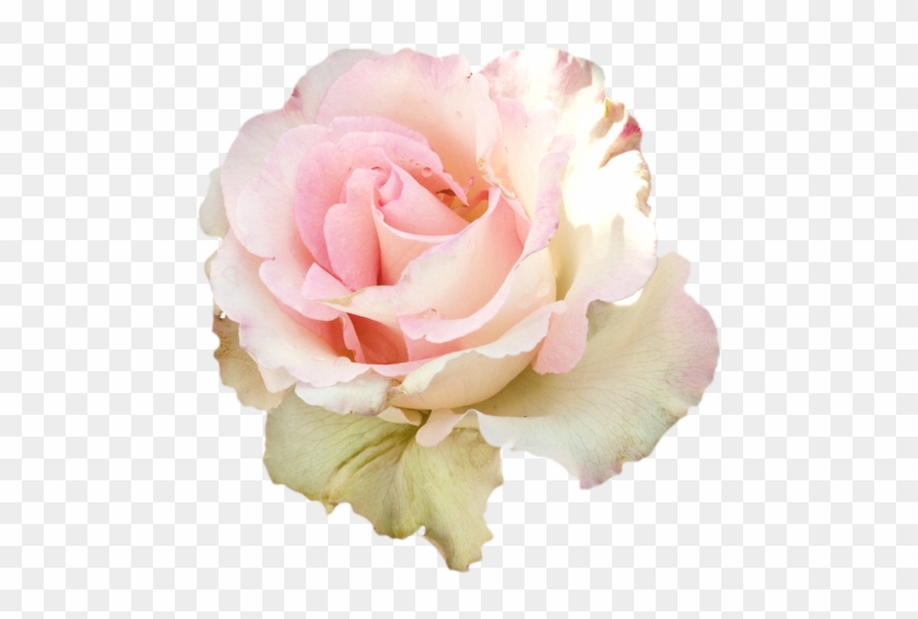 Pastel Roses For Edits #358815