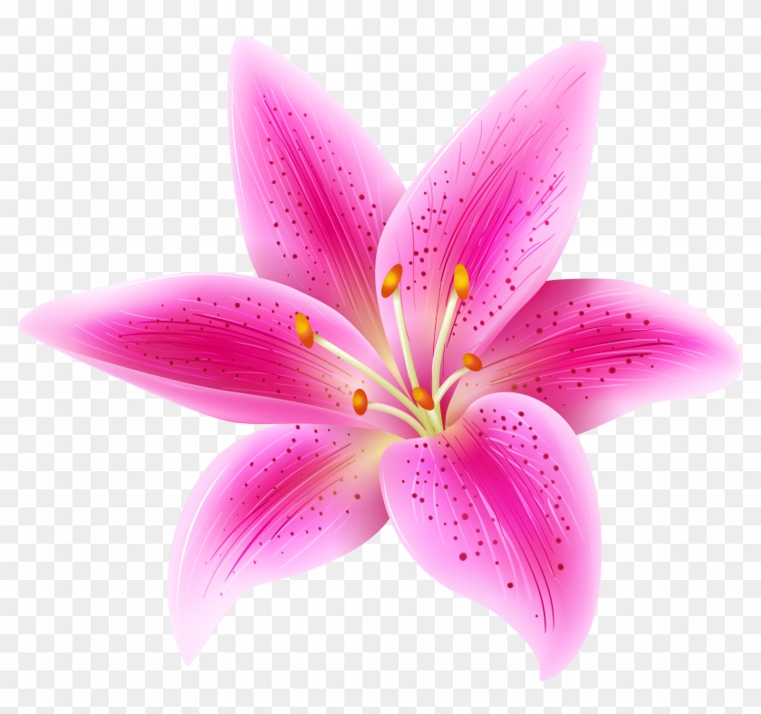 Lily Clipart Pink Lily - Lily Flower Transparent #358827