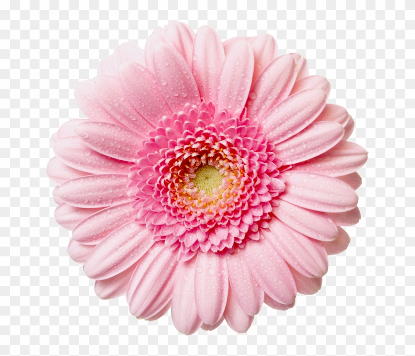Flowers Png - Pink Flower Png #358844