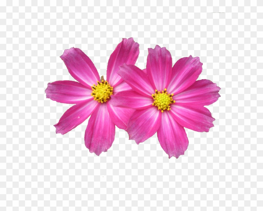 Free Download Flower Png Images Image - Flower Png #358847