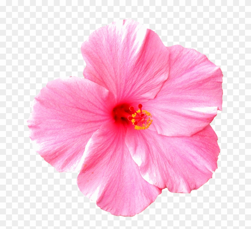 Pink Flower Png For Kids - Hawaiian Flower On White Background #358849