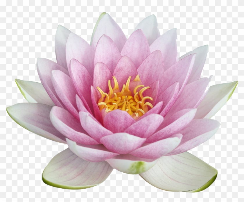 Flower,tulip Transparent Png Sticker - Lotus Flower #358890